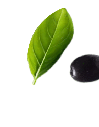 Green leaf and black olive
