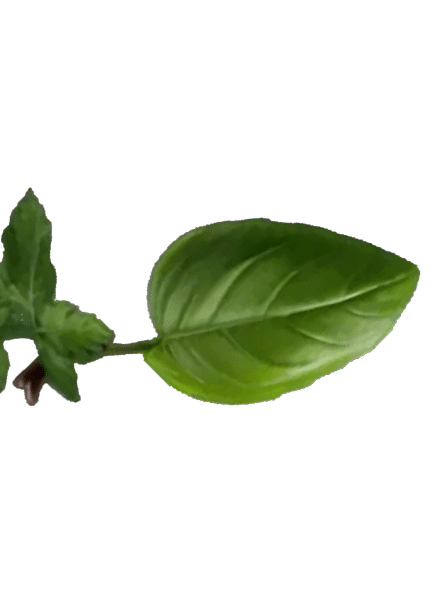 Single green basil leaf